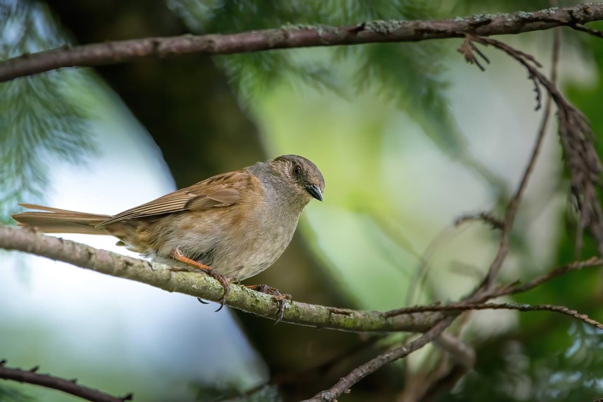MJFergusonTog's tweet photo. Wee hedge sparrow @WildlifeMag @RSPBScotland #nikonphotography #NaturePhotography #TwitterNatureCommunity #hedgesparrow #lanarkshire #coltness #gardenbirds https://t.co/T4BprklWjN