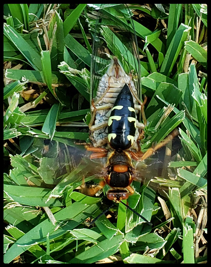 scbowman63's tweet photo. Sure thought we had discovered a murder hornet, but it's a cicada killer - it's huge! #cicadakiller #waspfamily #texasinsect #insect #largebug https://t.co/ujpyoxlncC