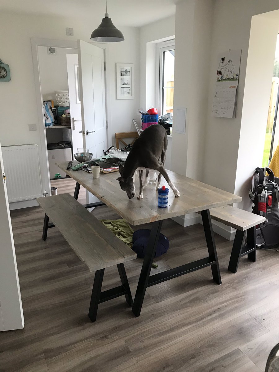 KarenCam123's tweet photo. You know that thing as you get older where you care less and less about your behaviour or what others think about you.. our 14 year old whippet is definitely there #DogsLife #CrumbsStraightOffTheTable #PoppyTheDog https://t.co/SH78qYxH1C