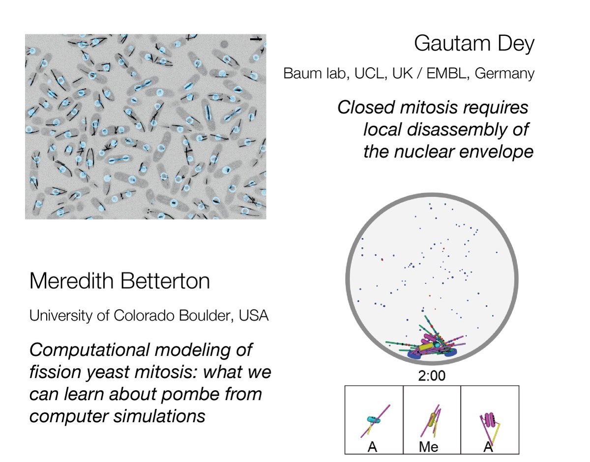 Gautam Dey (@dey_gautam) on Twitter photo #pombeTalks tomorrow should be of interest to #mitosis #spindle #nucleus folks even if you don't work on #pombe! (Yet. Easy model system to love). We have a full calendar for the rest of the summer: researchseminars.org/seminar/pombeT…
DM me for Zoom details if not on the list/<a href="/PombeSlack/">PombeSlack</a> #pombeTalks tomorrow should be of interest to #mitosis #spindle #nucleus folks even if you don't work on #pombe! (Yet. Easy model system to love). We have a full calendar for the rest of the summer: researchseminars.org/seminar/pombeT…
DM me for Zoom details if not on the list/<a href="/PombeSlack/">PombeSlack</a>