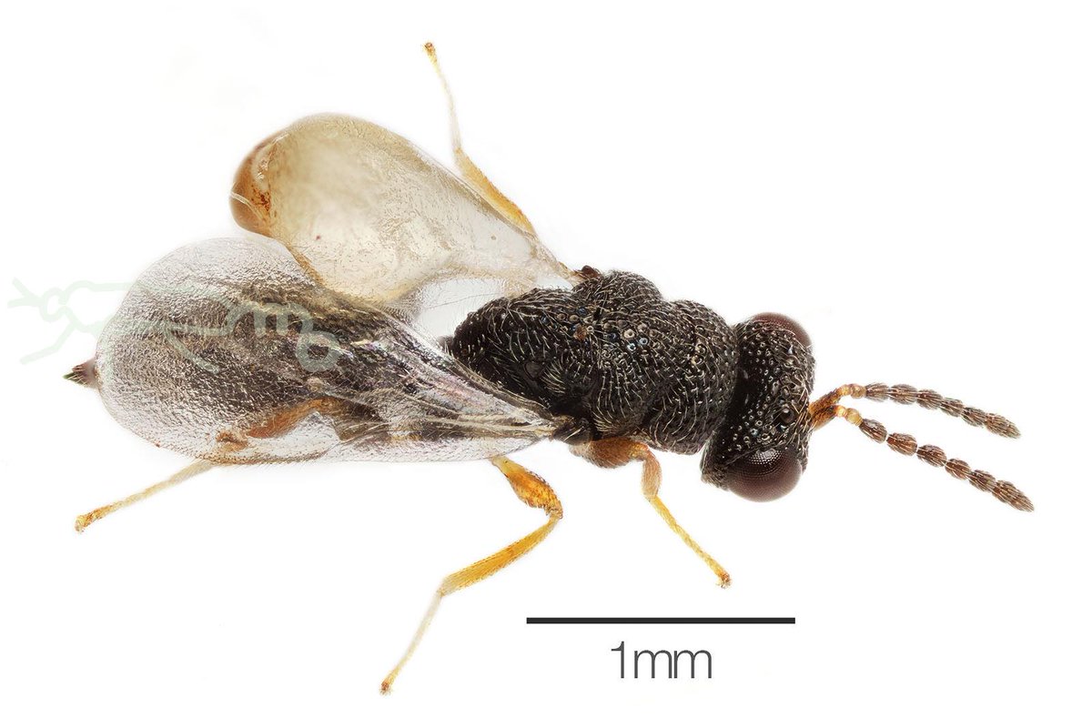 Mouuuusa クサカゲロウの繭から出てきた小さい蛹から黒い寄生バチが羽化しました 片方の翅が羽化不全