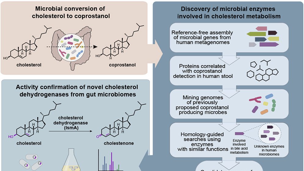 Cholesterol Metabolism by Human Gut Bacteria Influences Host Cholesterol: <a href="/DougJKenny/">Douglas Kenny</a> <a href="/DamianPlichta/">Damian Plichta</a> <a href="/BalskusLab/">Emily Balskus</a> Xavierlab identify microbial cholesterol dehydrogenase enzymes in gut #microbiota, whose presence is linked w/decreased #cholesterol in humans cell.com/cell-host-micr…