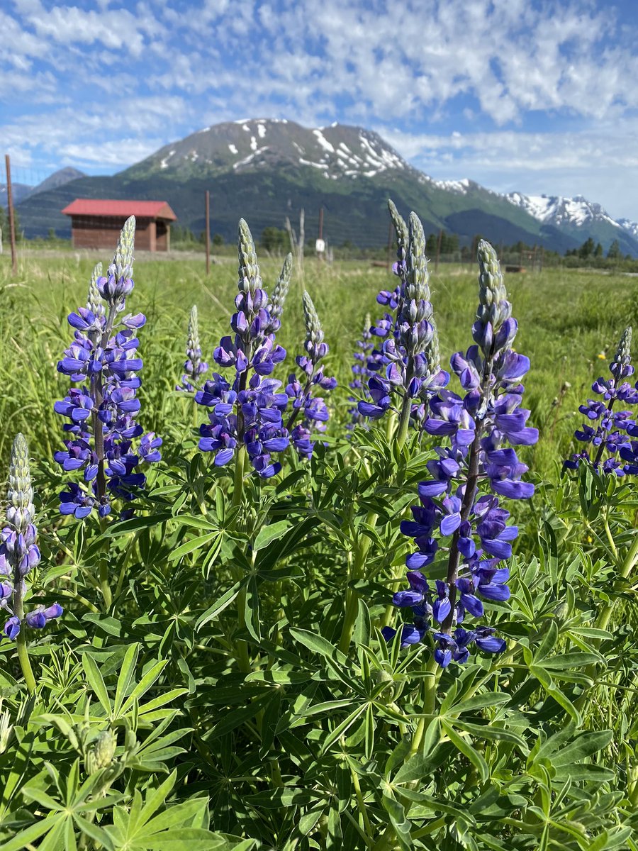 Being a good team member accountable to a group’s mission is the first step in learning Leadership.
3 Days kayaking / camping in Alaska wilderness will build a team. Here we go!!!