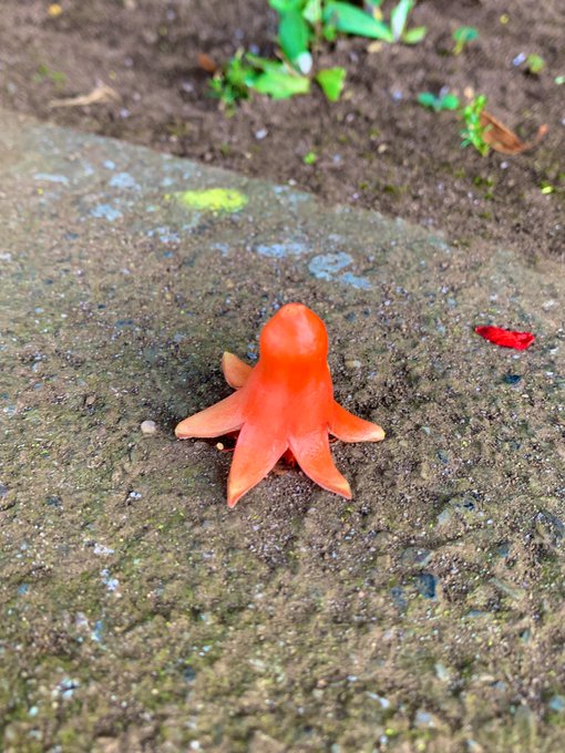 野生のたこさんウインナーの大群 ウインナーそっくりの植物に注目集まる 連載jp