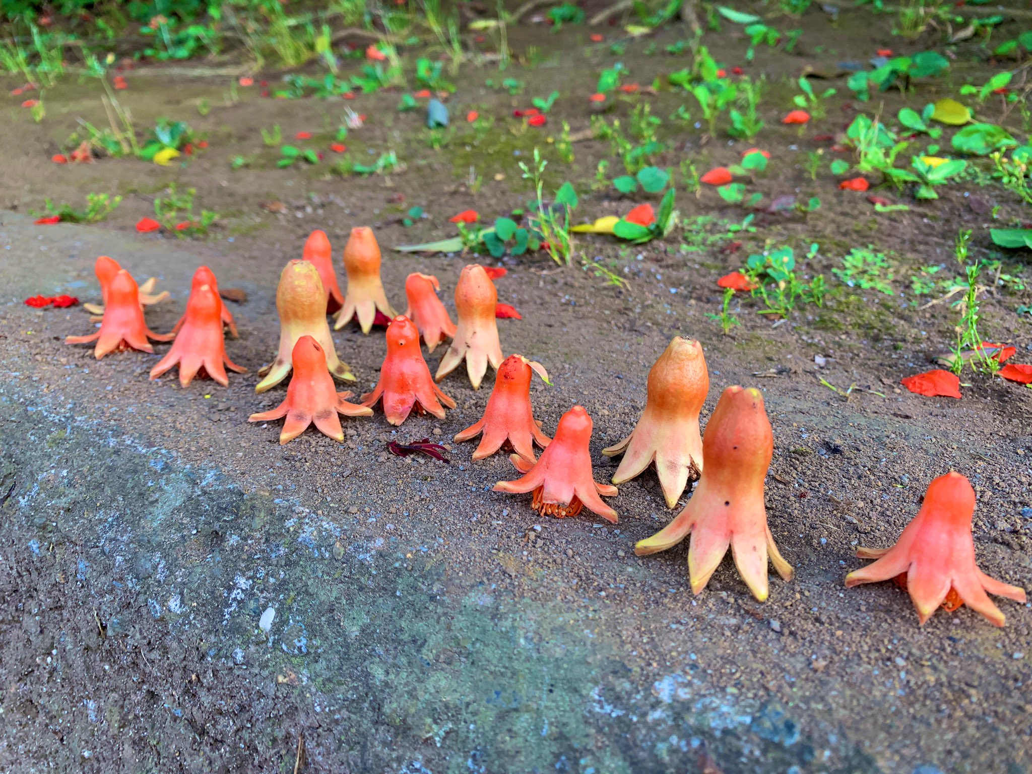 お弁当箱に入っていても違和感なし タコのウインナーにしか見えない ザクロの花 話題の画像プラス