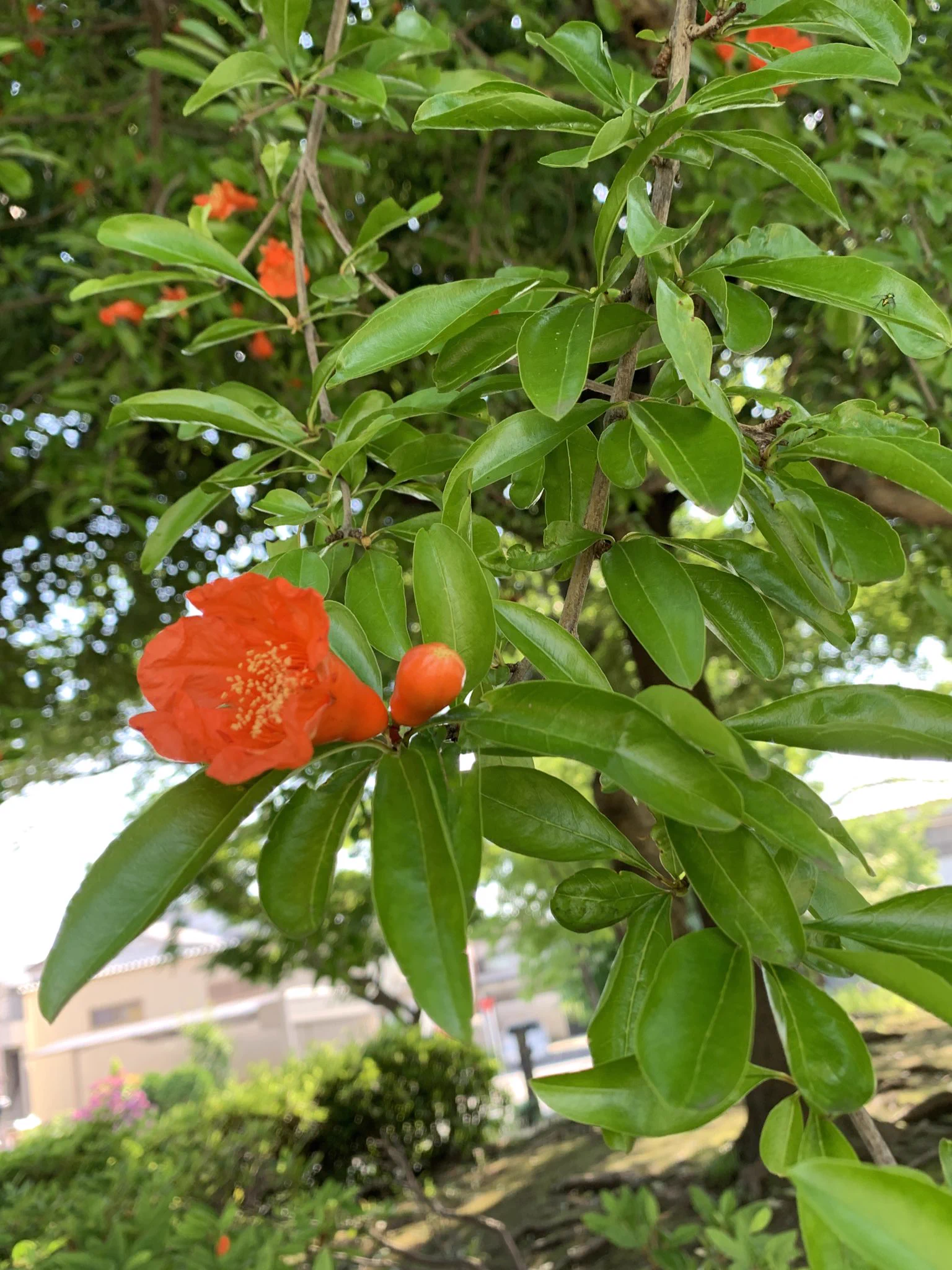 お弁当箱に入っていても違和感なし？！タコのウインナーにしか見えない「ザクロの花」