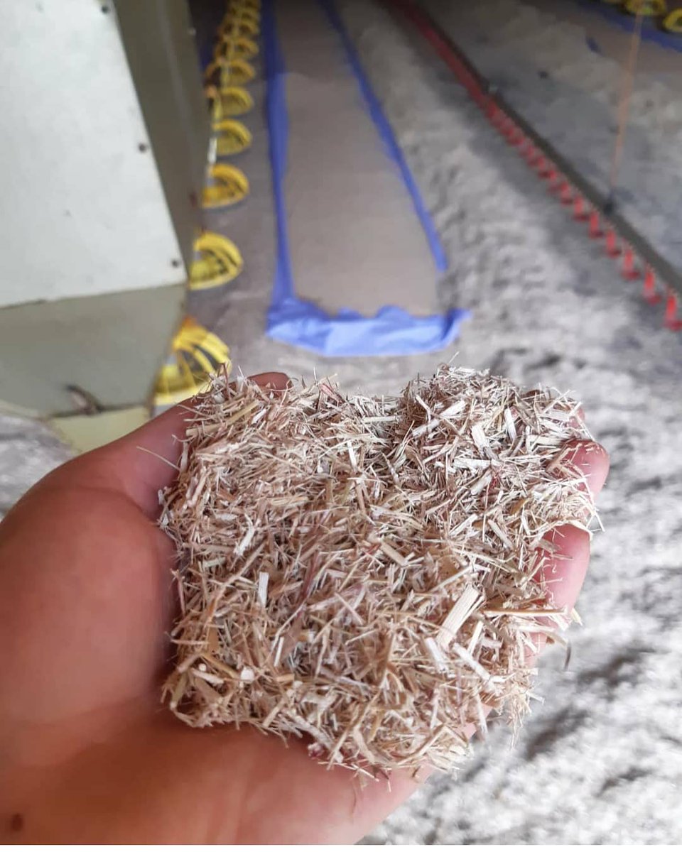 Setting up sheds with Miscanthus bedding today. Proving to work well as a hygienic, absorbent litter material
#poultry #ilovechicken #buybritish #broiler #ukfarming #farminguk #Miscanthus #iec #chicken #redtractor #broilerfarming
