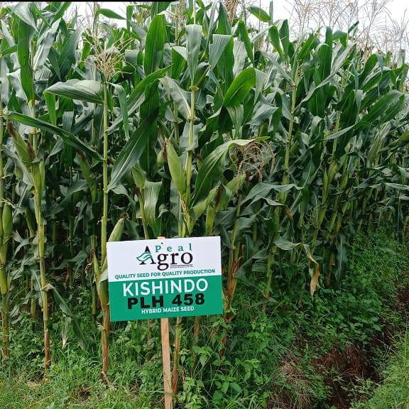 PealAgro's tweet photo. Siaya county demos https://t.co/4mWZk8K7i8