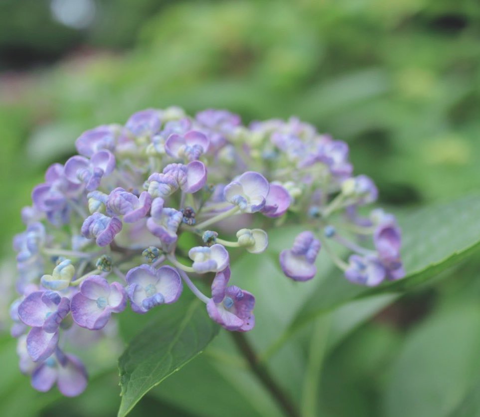 NORIPy1120's tweet photo. 雨上がり✨☆.｡.:*・

#紫陽花
#photography https://t.co/1KiUcpnhb7