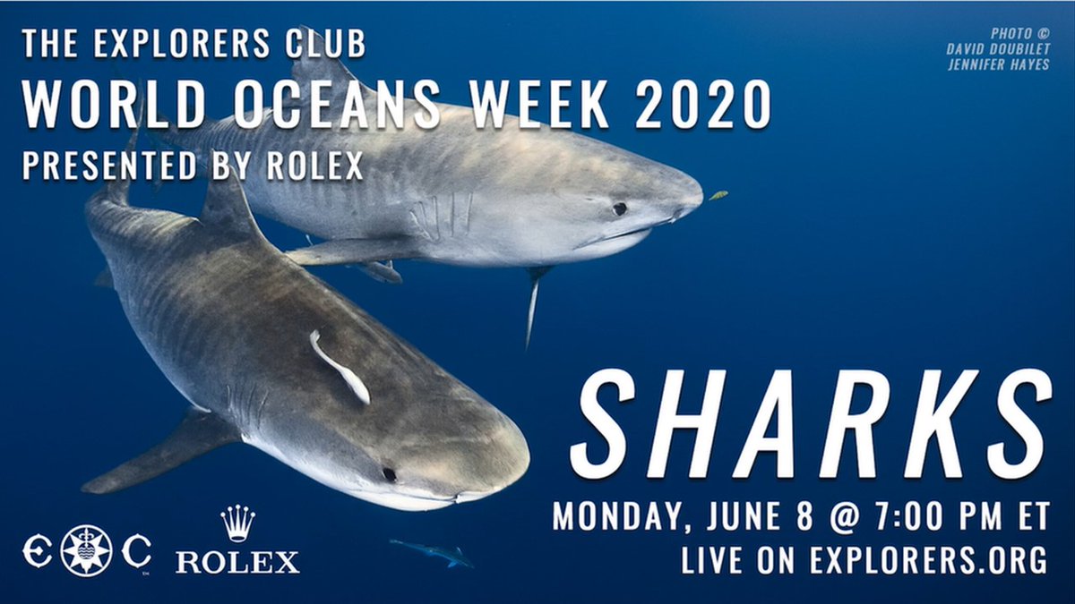 David Sims (@thesimslab) on Twitter photo The livestreamed <a href="/ExplorersClub/">The Explorers Club</a> #Sharks special on #WorldOceanDay featuring talks & Q&A w/ WendyBenchley.com <a href="/TheSimsLab/">David Sims</a> <a href="/Thunnus/">Barbara Block</a> <a href="/braunianmotion/">Camrin Braun</a> <a href="/DrAustinG/">Dr. Austin Gallagher</a> now available to see here vimeo.com/429449462 The livestreamed <a href="/ExplorersClub/">The Explorers Club</a> #Sharks special on #WorldOceanDay featuring talks & Q&A w/ WendyBenchley.com <a href="/TheSimsLab/">David Sims</a> <a href="/Thunnus/">Barbara Block</a> <a href="/braunianmotion/">Camrin Braun</a> <a href="/DrAustinG/">Dr. Austin Gallagher</a> now available to see here vimeo.com/429449462