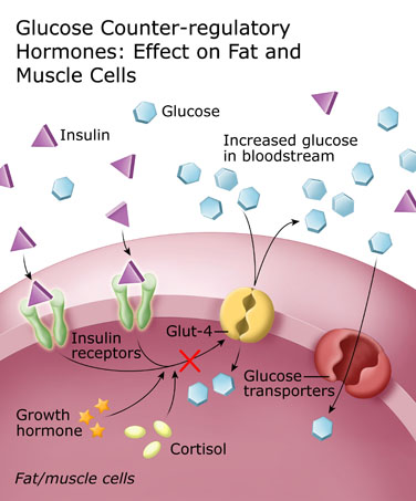 Melalui reaksi kompleks yang gak akan aku jelasin disini (karena ruwetnya naudzubillah), kerja insulin diganggu oleh kehadiran kortisol di dalam tubuh. Selain itu, kortisol mengaktifkan Glukoneogenesis dg memecah protein di dalam liver shgg menambah jumlah glukosa dalam darah