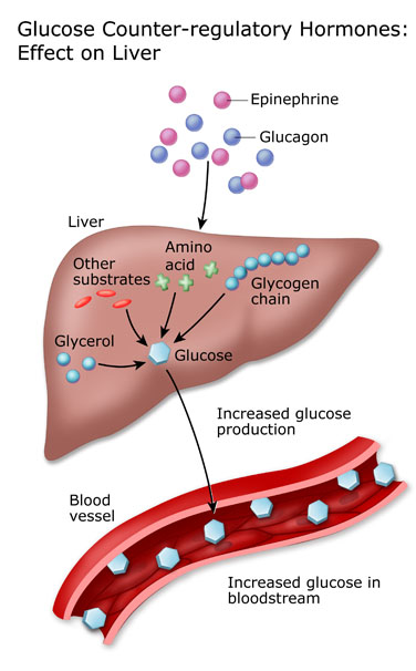 Melalui reaksi kompleks yang gak akan aku jelasin disini (karena ruwetnya naudzubillah), kerja insulin diganggu oleh kehadiran kortisol di dalam tubuh. Selain itu, kortisol mengaktifkan Glukoneogenesis dg memecah protein di dalam liver shgg menambah jumlah glukosa dalam darah