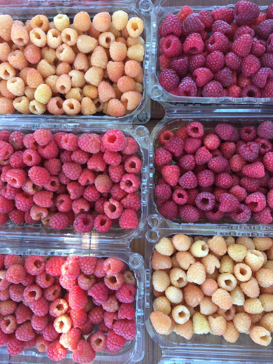 JanWaltmans's tweet photo. Great to visit raspberry and blackberry farm in the Bekaa. #Lebanon has agricultural potential. Farming is increasingly high tech and deserves appreciation. It brings euro’s and employment to LB and is priority in our relations. #agrytech @RMFLebanon @MoaLebanon @MSaade https://t.co/A4Kj8cYrsr