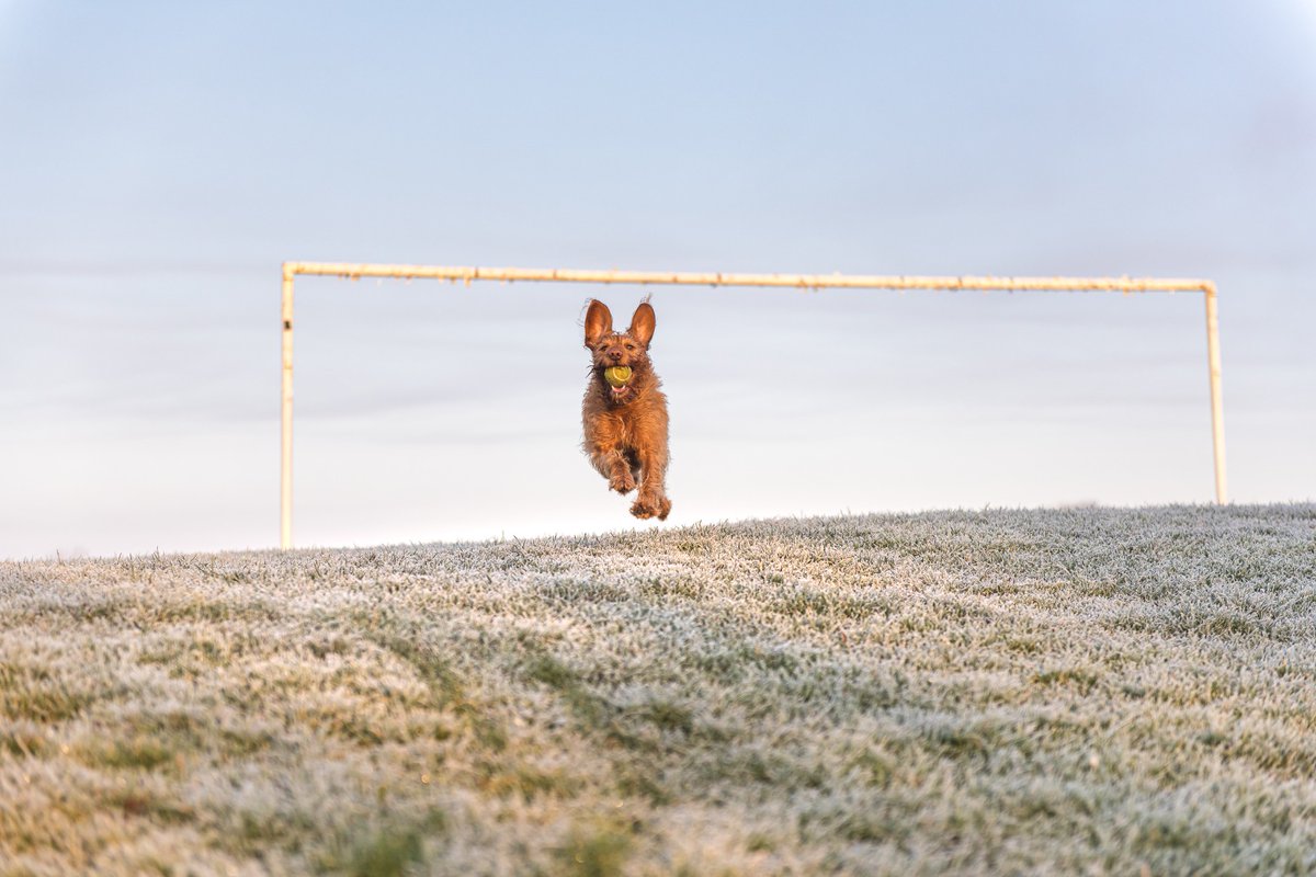 The_RPS's tweet photo. ‘Bella in full flight during morning exercise’ – Noel Bennet ARPS, It’s A Goal! – Winner of May Photo Competition responding to the theme ‘Positivity’. Enter now: https://t.co/X4aRnjem0H #RPSCompetition https://t.co/01LVUaYjXH