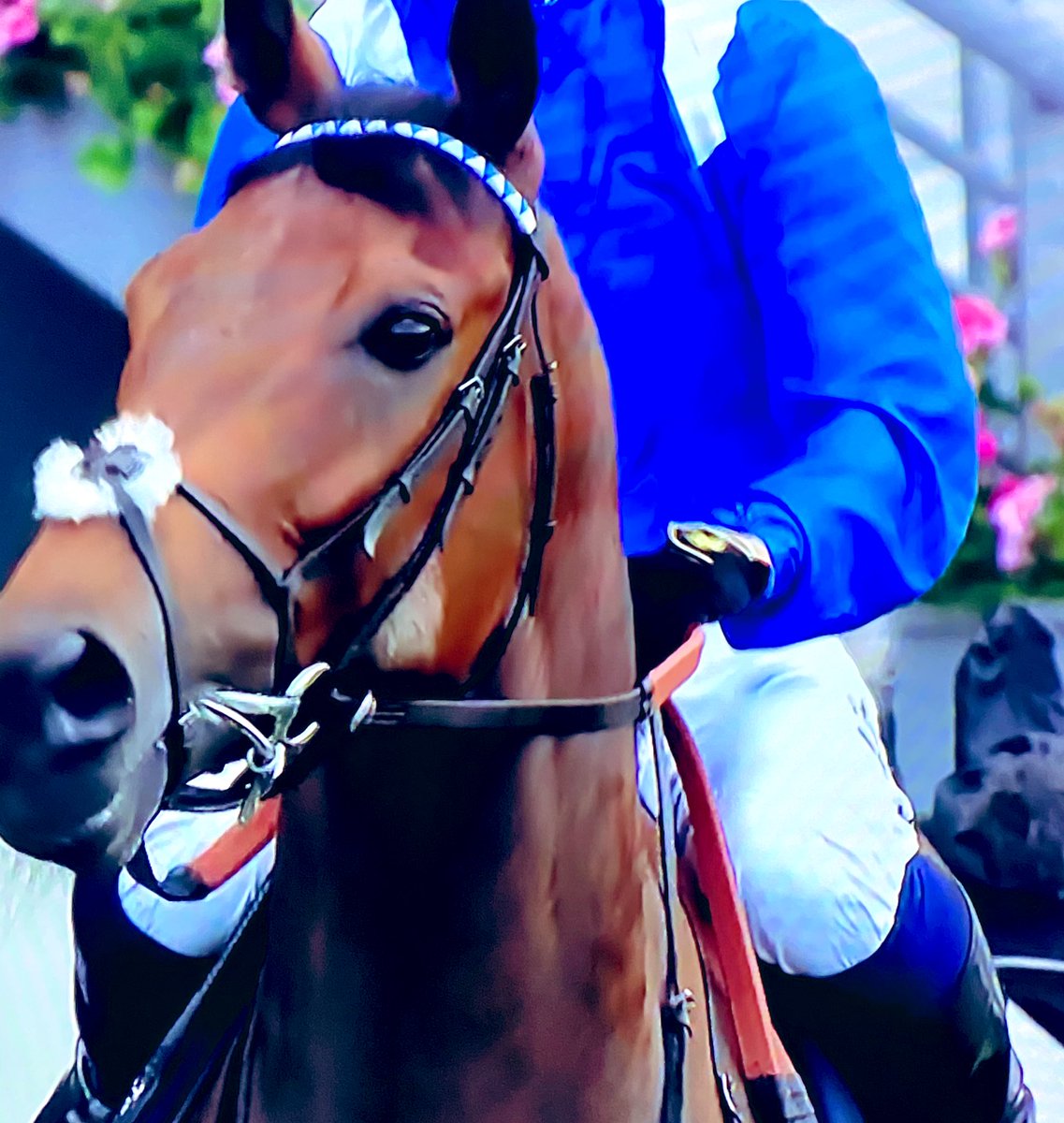 theghamiyah's tweet photo. وخيلكم بين الدول دوم دايم في الأمام 🇦🇪🐎
#حمدان_بن_راشد
#Battash https://t.co/JRvYy9fWMq