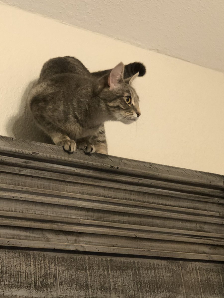 MadLibrarianAsh's tweet photo. @_Vyse69_ @katehinds This is her gargoyle pose. https://t.co/cqKSibJdsT