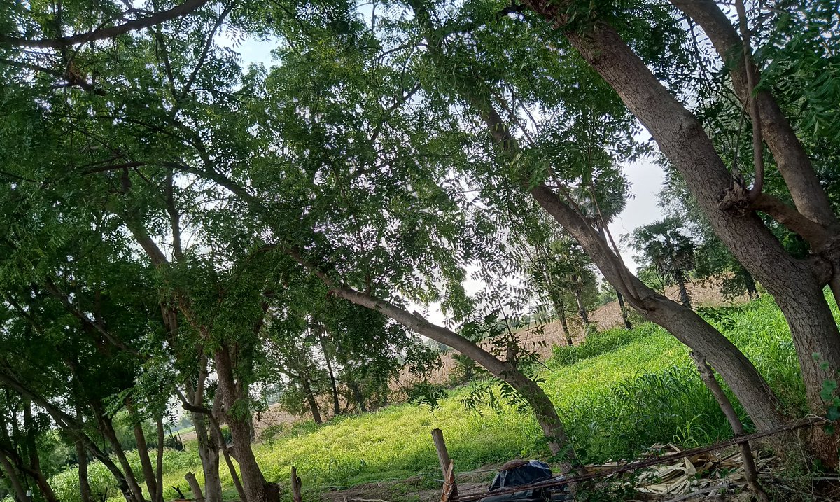 Nature love  #NatureLove #MadhuriClicks