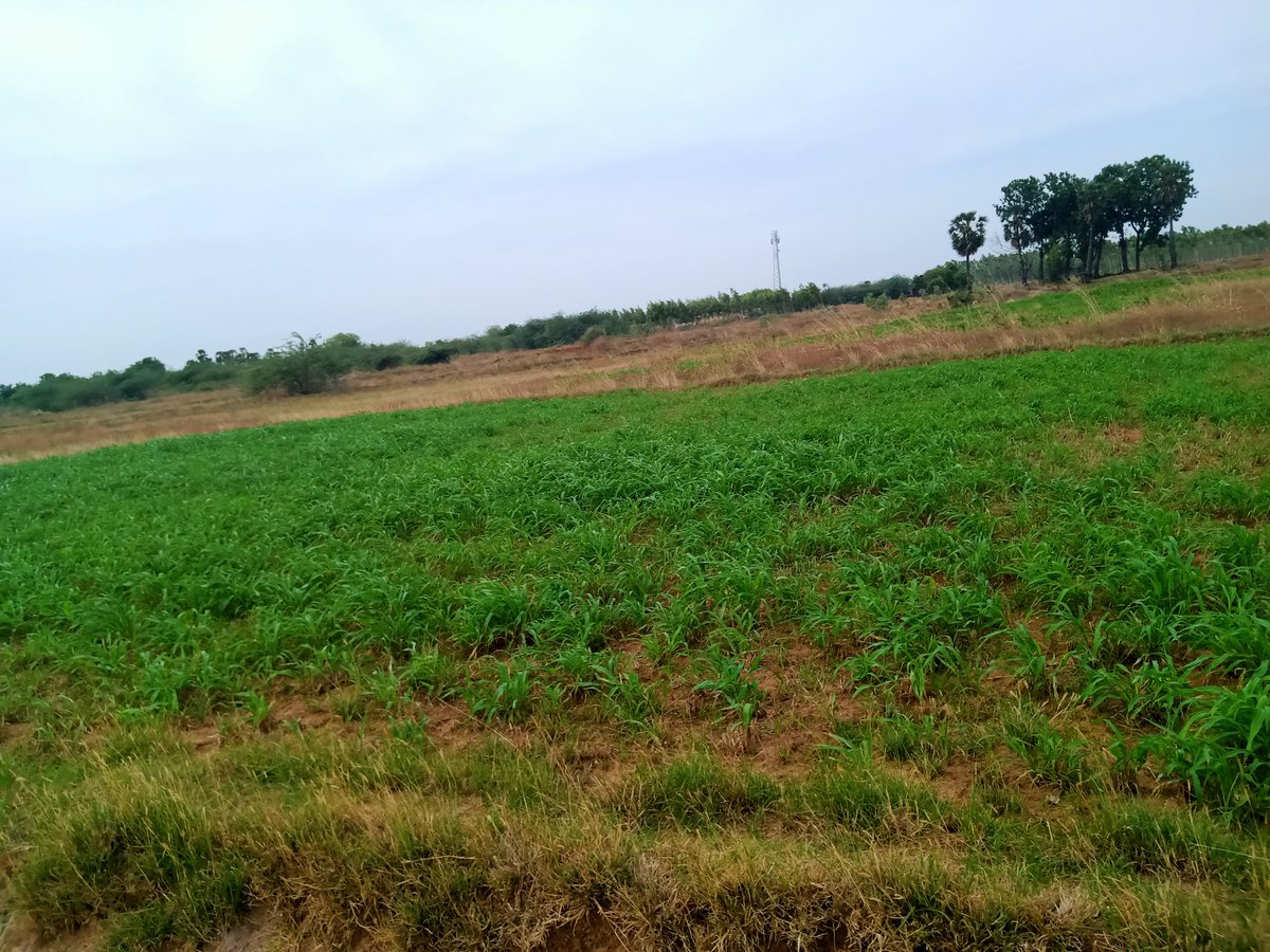 Nature love  #NatureLove #MadhuriClicks