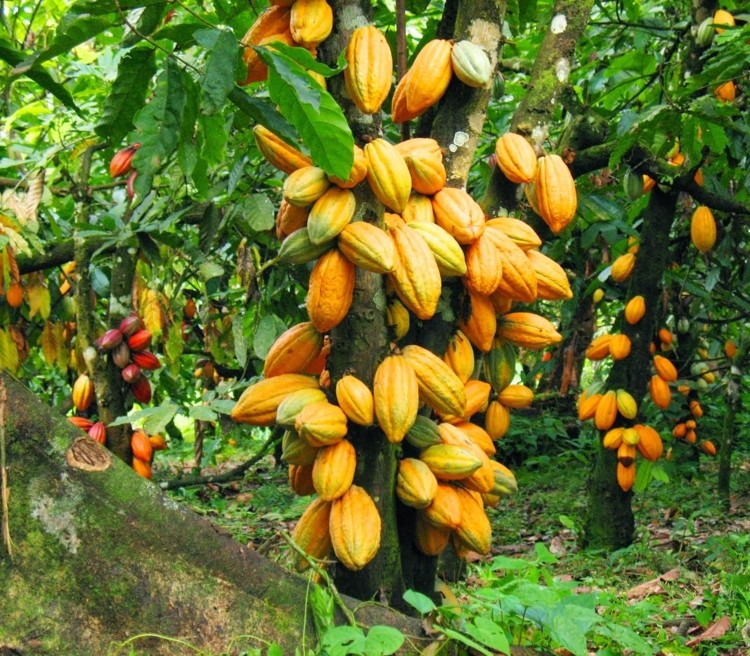 Ghana is the Second Largest Cocoa producer in the World after Ivory Coast. Cocoa is the chief agricultural export of Ghana .