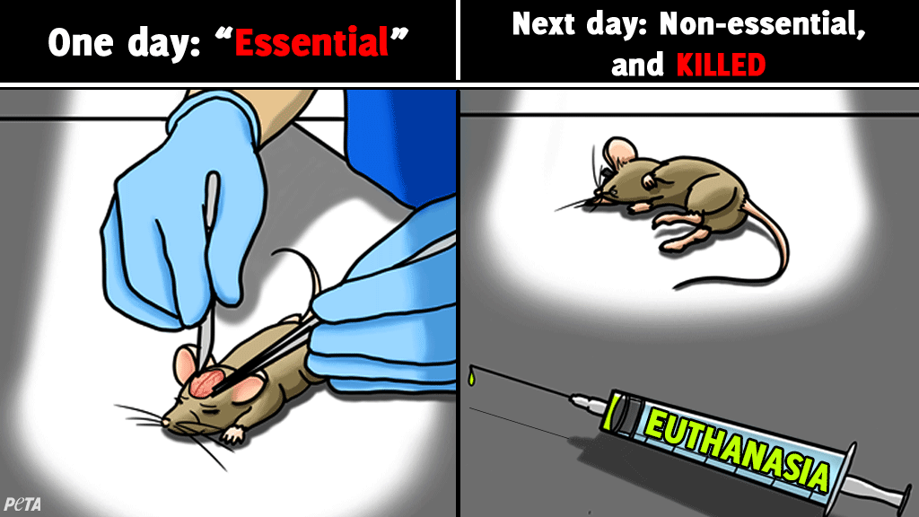 peta's tweet photo. Why are these animals being bought, bred, trapped, or experimented on in the first place? 
 
In response to the pandemic, many animals universities once considered “essential” for experimentation were deemed non-essential and killed: https://t.co/MTWIhO2xjT https://t.co/43vs7QKTPV