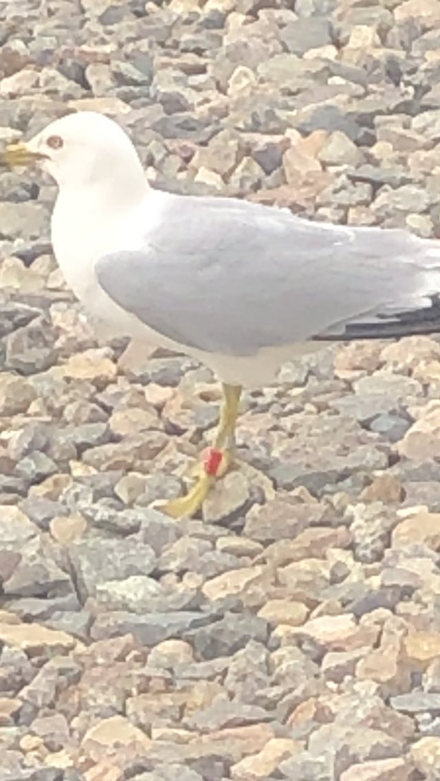 Banded seagull! 😳
