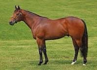 EquianoClub's tweet image. #DualG1KingStand Winner #EQUIANO keeps his presence at #RoyalAscot prominent with #EQUILATERAL (Equiano)finishing second to #BAATTASH(Dark Angel) in British 5f Sprint Championship..#ACCLAMATION Grand Sire of First&amp;amp;Second..@newsellspark