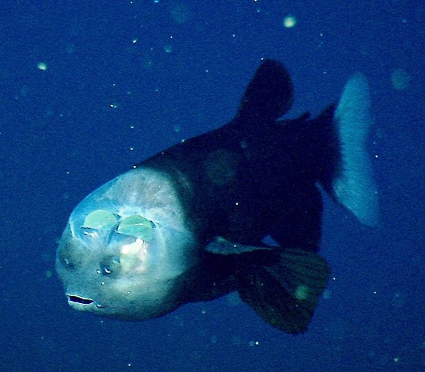 34. barreleye....im scaredfunfact : it has a transparent head????