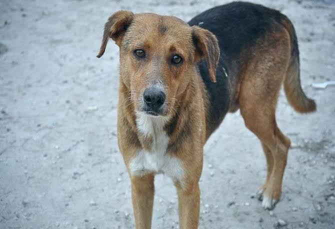 Narendr70903907's tweet image. Like- Karan johar ; Retweet- Stray dog