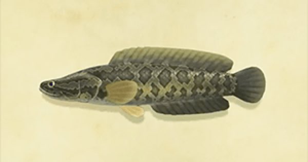 35. giant snakeheadfunfact : it has a mouthful of razor sharp teeth and if u go near its nest w its eggs ur fucked