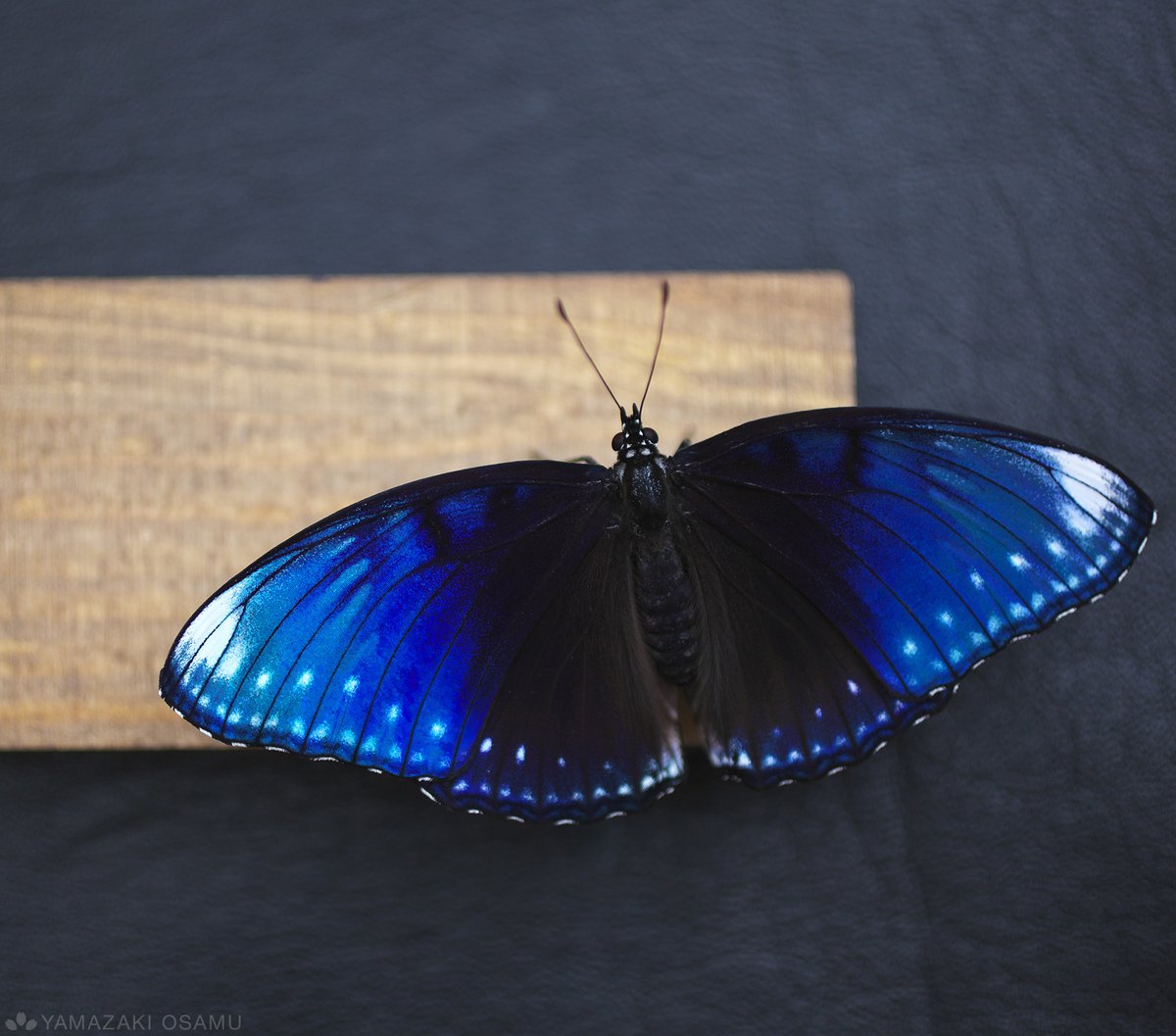 yamazaki_design's tweet photo. イルミネーションが灯る表通りのようなヤエヤマムラサキ(Hypolimnas anomala)の翅。

#立体展翅 https://t.co/LsKMHpIHuk