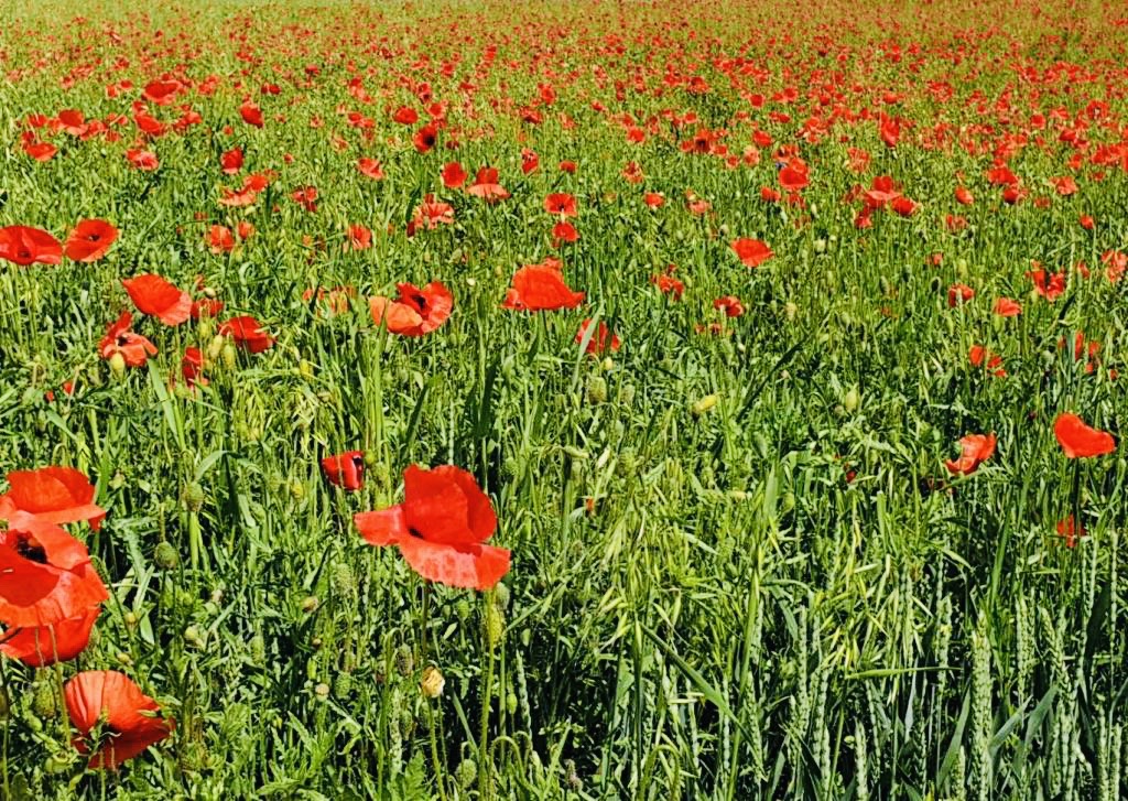 DMCPoland's tweet photo. Do you know that the picturesque surroundings of Polish cities are the perfect place to escape the city and feel nature? Riding a bike is the easiest and most ecological #dmcpoland #citytours #citybreak #Polandisbeautiful #incentivetriptoPoland #incentivetrip #dmcprofs https://t.co/Klf8iTV3cY