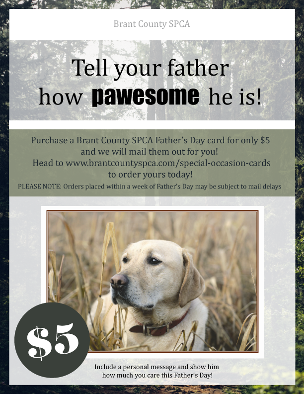 brant county spca dogs for adoption