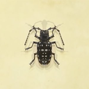 37. citrus long horned beetleapparently these pose a serious threat to forests in north america because it attacks healthy trees  watch out qirls