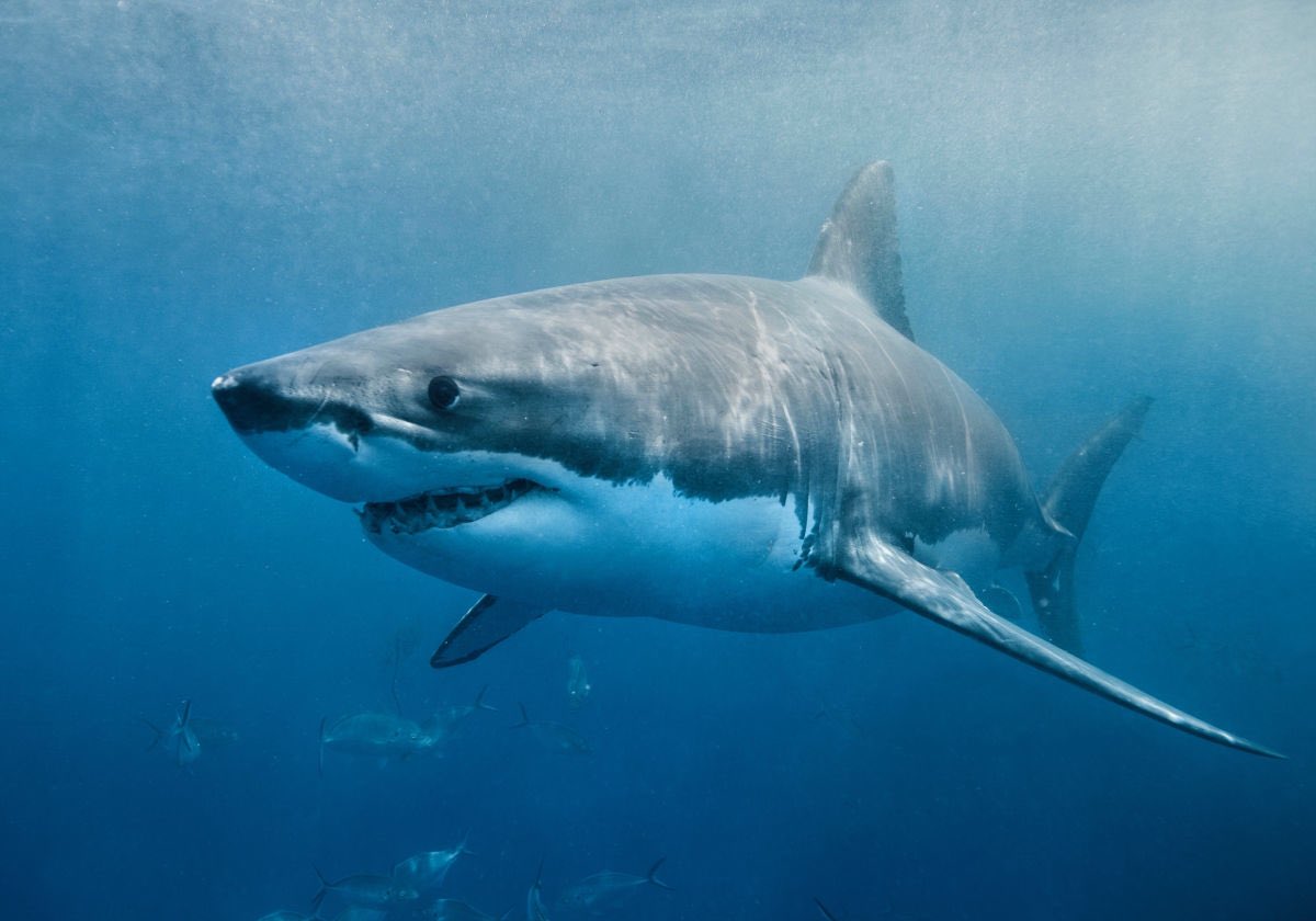 38. great white shark....i wanna hug it SO BADLYthey r the largest predatory fish in the world!! but i wanna hug it!!!