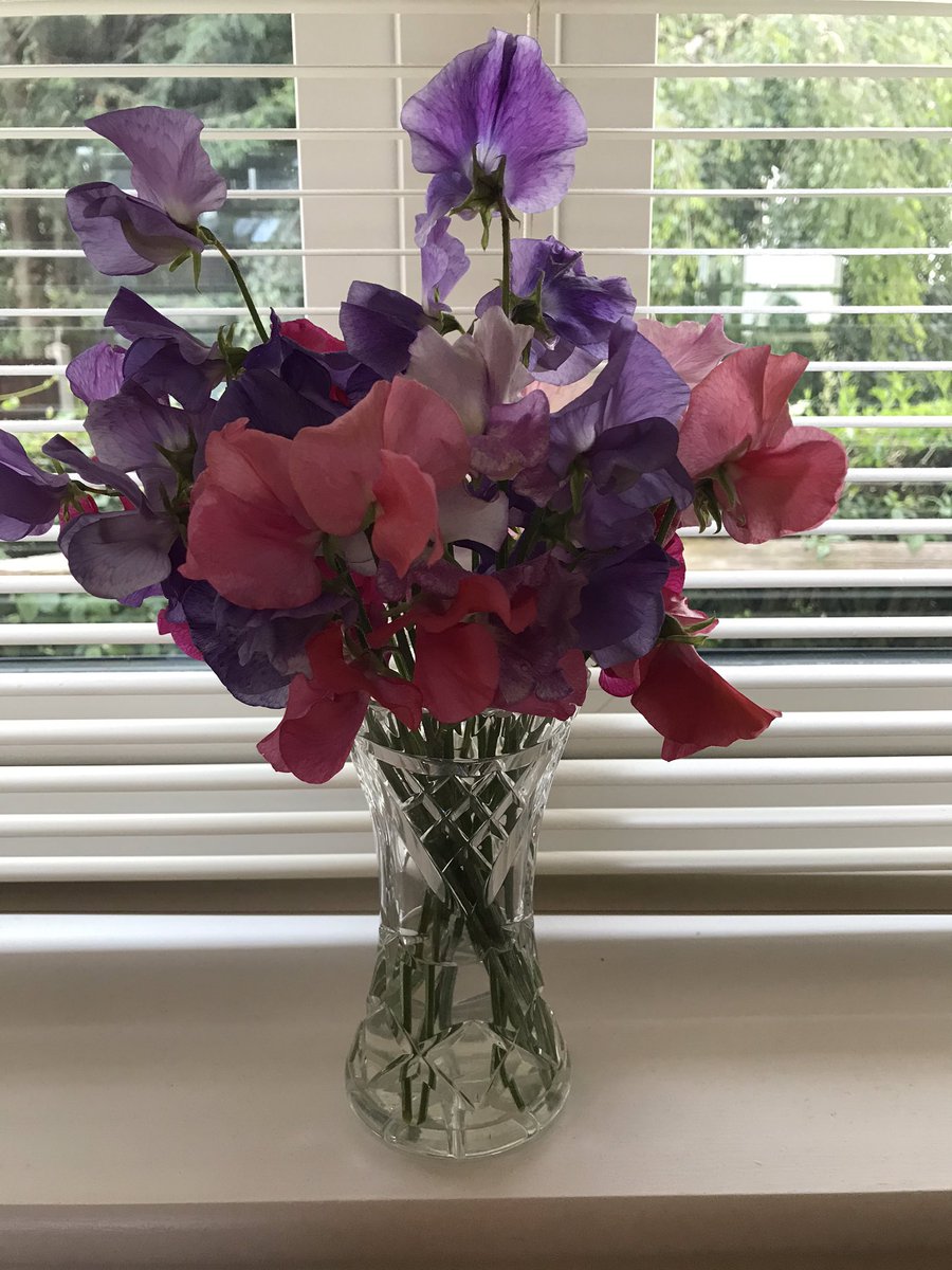 CottageCalm's tweet image. Beautiful fresh #sweetpeas ...#fragrance #calm #mindfulness #colour