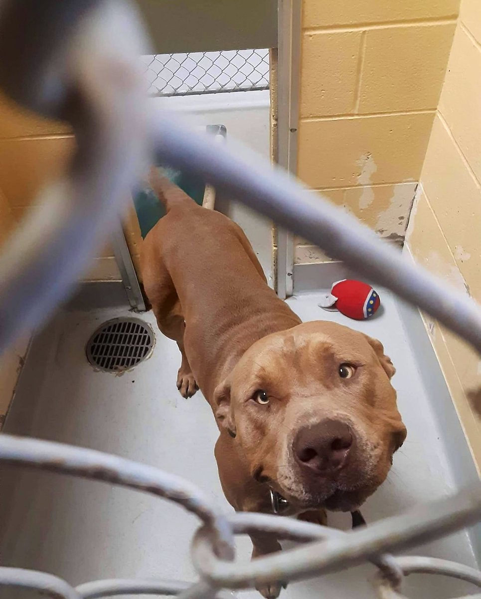mmmadz11's tweet photo. Boss is urgent at Tulsa animal welfare!!! He’s 2 years old, 95 lbs, dog friendly, potty trained, and loves to play. LOOK AT THAT SMILE! Please retweet I would literally die if he got euthanized the shelter is only 10 kennels away from being full. https://t.co/AsqyBoMiBb
