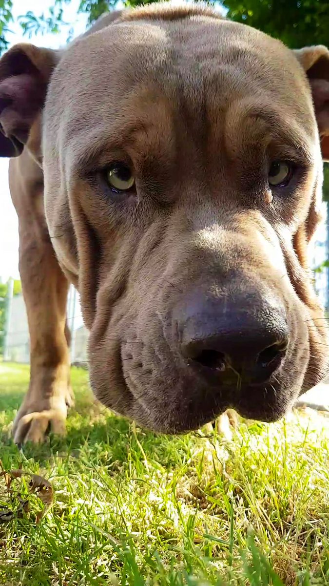 mmmadz11's tweet photo. Boss is urgent at Tulsa animal welfare!!! He’s 2 years old, 95 lbs, dog friendly, potty trained, and loves to play. LOOK AT THAT SMILE! Please retweet I would literally die if he got euthanized the shelter is only 10 kennels away from being full. https://t.co/AsqyBoMiBb