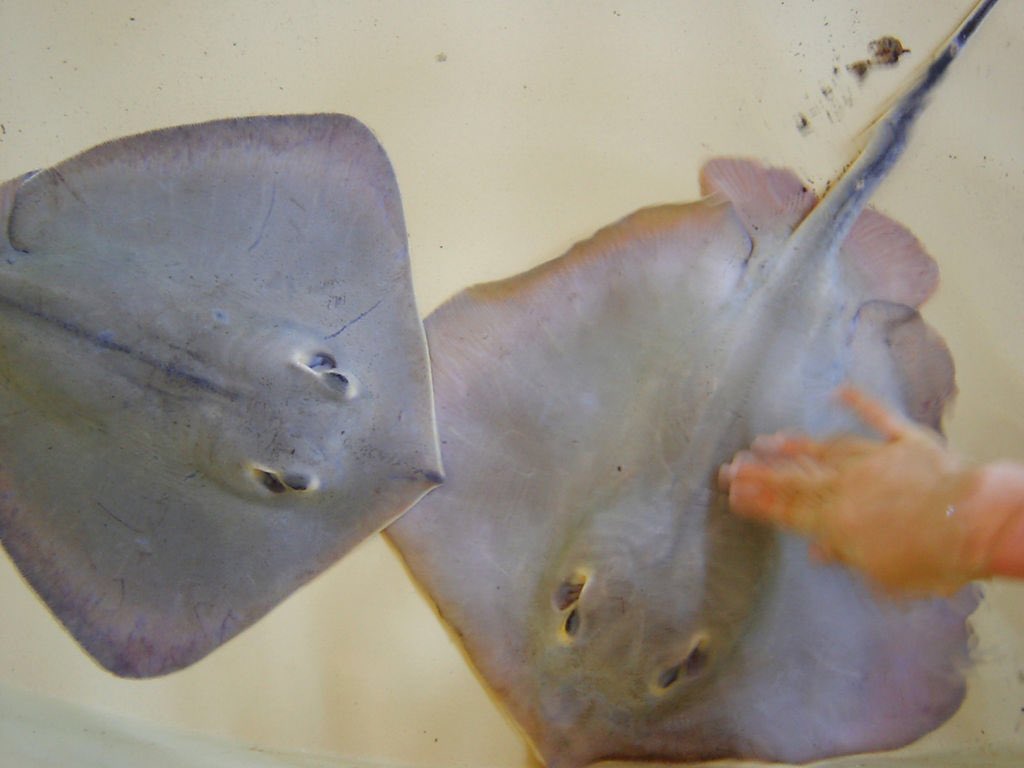 41. ray got nothing to say except RIP steve irwin