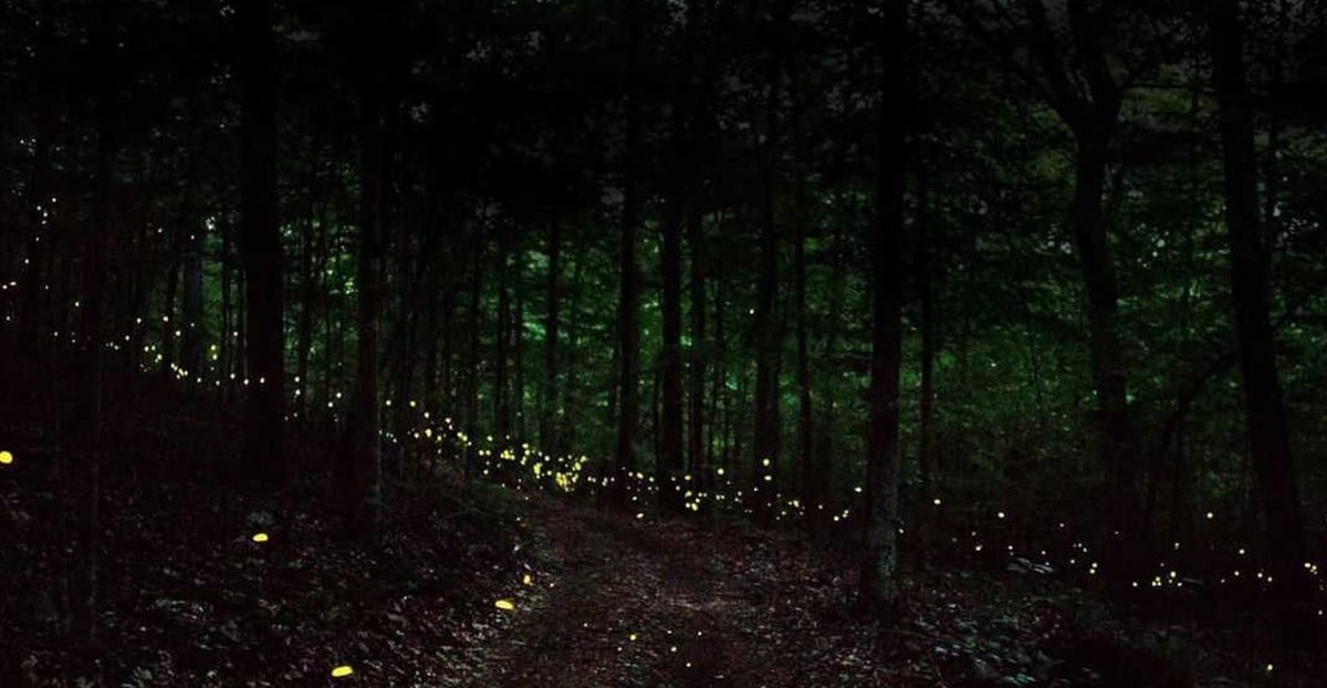 Ala_River_Trail's tweet photo. #OnTheASRT, along the ribbon of water that is the #CahabaRiver, rare synchronous fireflies blink and the famed Cahaba lilies bloom in June, making wonder-full moments in this secret little #MagicKingdom, free of ticket sales and long lines. 
.
📷 @robtaylorphotography #YallCome https://t.co/EBJNQPQ1YQ