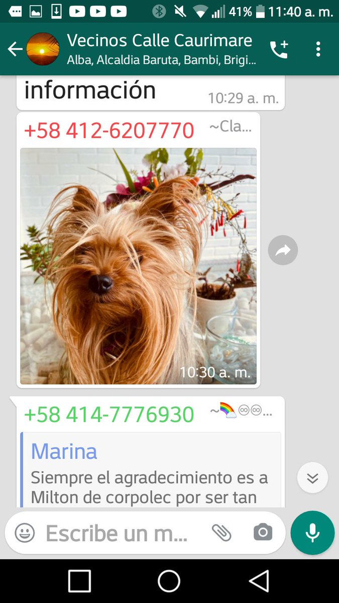 😢😢SE BUSCA calle Caurimare via Club Táchira <a href="/PerroUsuario/">PerroUsuario Wof '•'</a> <a href="/CanalAnimal/">Canal Animal</a> <a href="/carolencasa/">Carol en casa</a> <a href="/ColdeBelloMonte/">Colinas de Bello Monte</a> <a href="/AphSaludbaruta/">Ambulancias Salud Baruta</a> <a href="/clubtachira/">Club Táchira</a> <a href="/NotiColinero/">El Colinero</a>