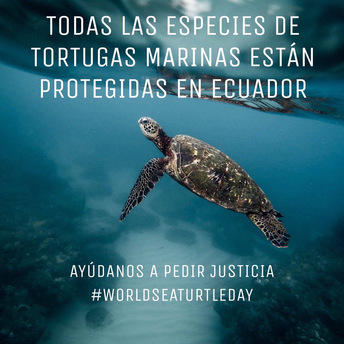 pacificolibreEC's tweet photo. Todas las especies de tortugas marinas están protegidas en #Ecuador, por qué dejar que se archive este caso? Pedimos justicia para castigar a los responsables! #WorldSeaTurtleDay @Ambiente_Ec @GADPlayas https://t.co/bSbrK8v5Ow