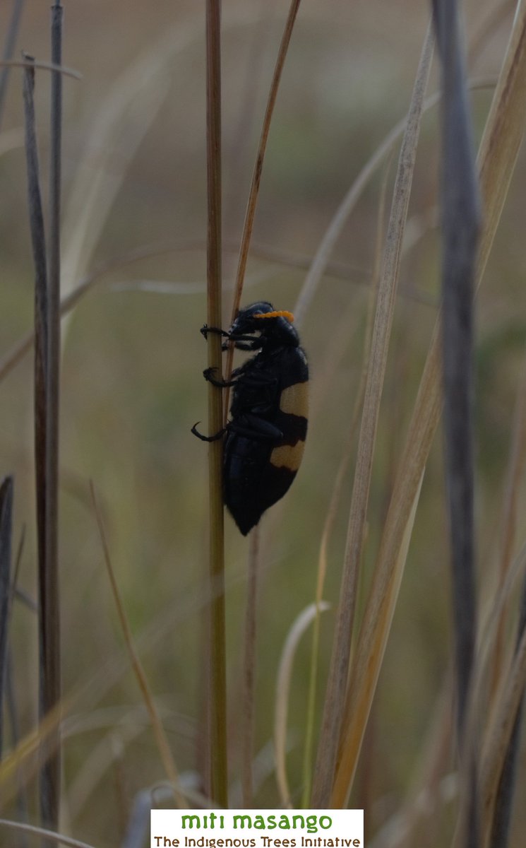 mitimasango's tweet image. #standup4nature2020 challenge accepted! @GodwillK @nashie_maponga @nyasibanda @TinasheBlessin8 @pcie27