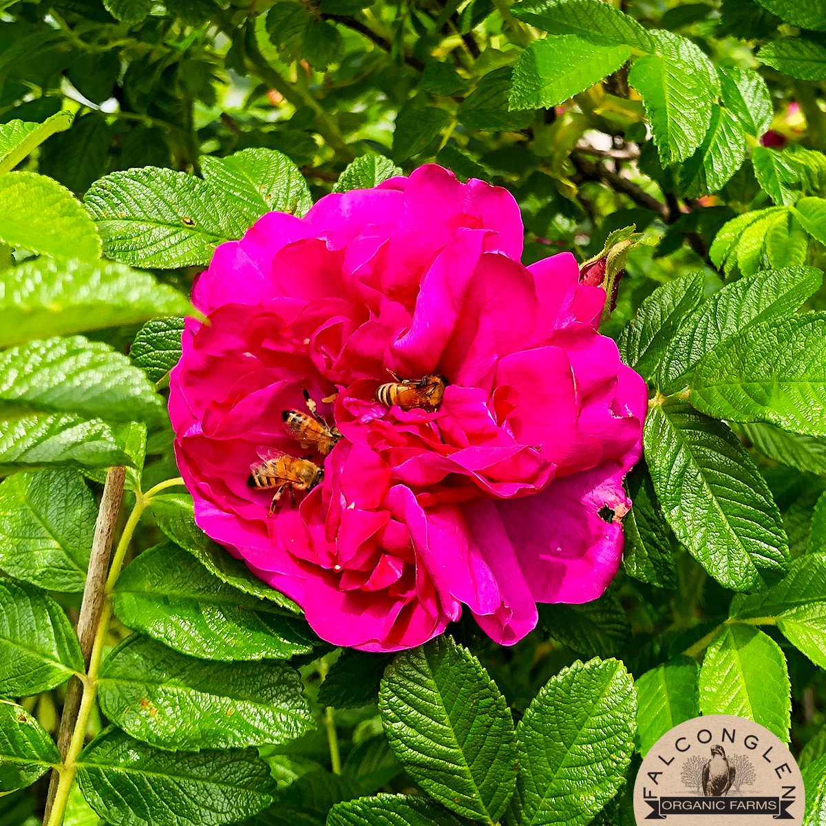 FalconglenFarms's tweet photo. Popular flower! #Falconglen #certifiedorganic #blueberries #tastethedifference #eatlocal #langley #langleyfresh #farmtotable #organicfarming #beautiful #organic #blueberry #ecofriendly #wildflowers #wildrose #pink #flowers #pollinators #bees #savethebees https://t.co/sCXW2fOL3D