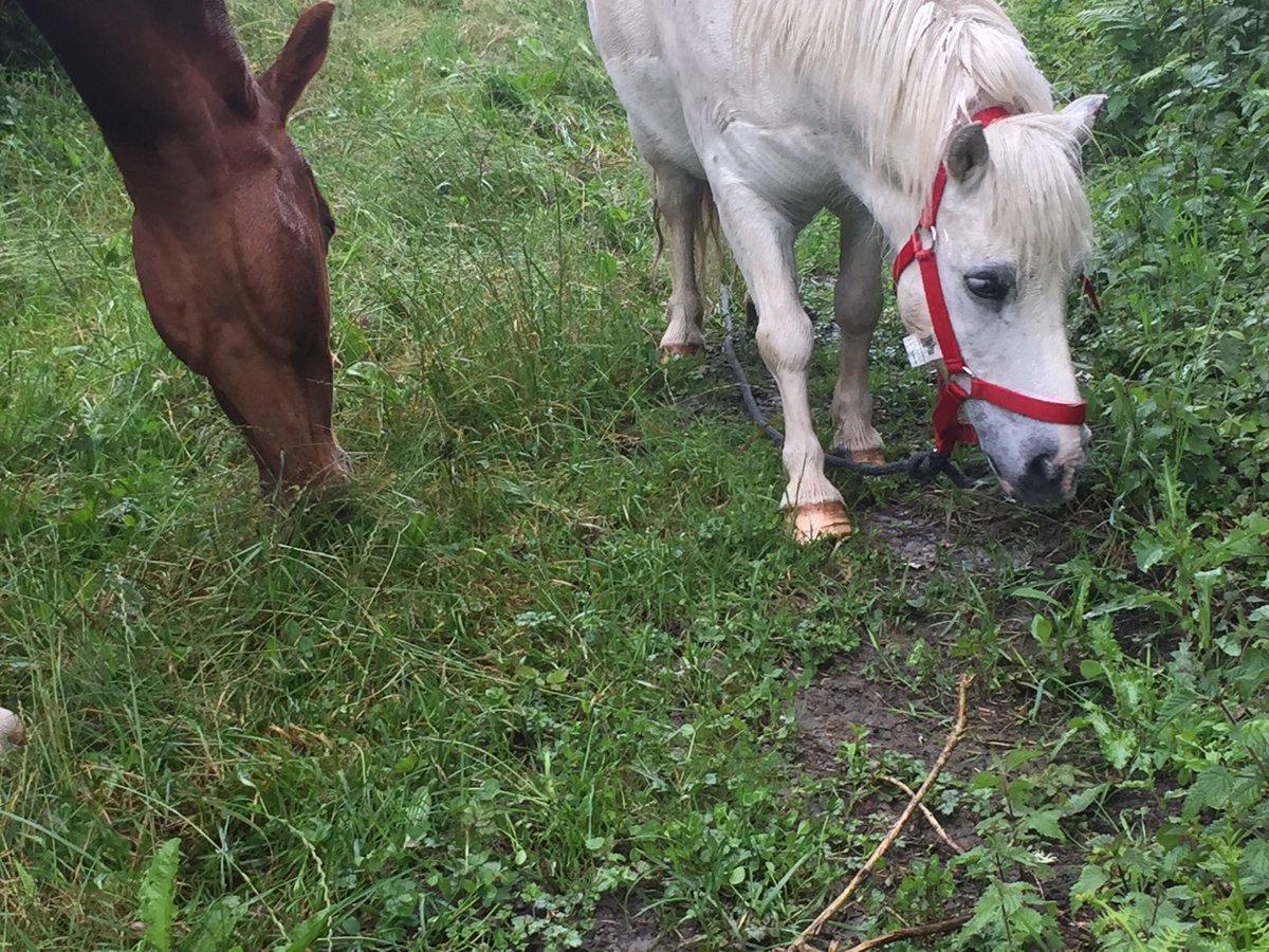 carlosganzabal's tweet photo. Friendship, together enjoying!! #iPoney #nature #Horses https://t.co/60shl1puPp