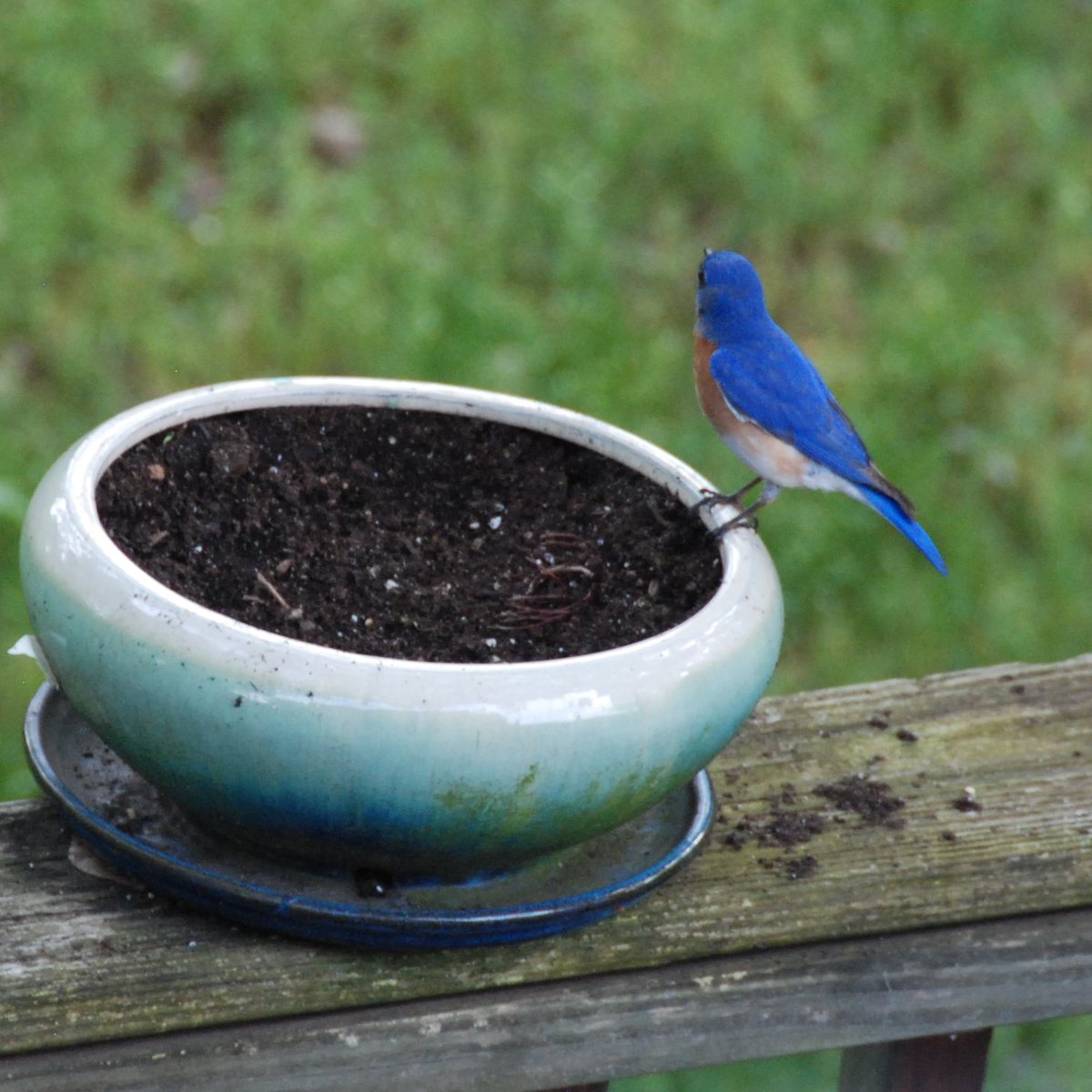 katrina_duque's tweet photo. @litwithlayton thanks for a great year!! here are some pictures of bluebirds that nested my yard ive seen during quarantine to cheer you up (i also saw a goshawk!! and a bald eagle! sadly no pictures of those) https://t.co/6SqaqCrRkL