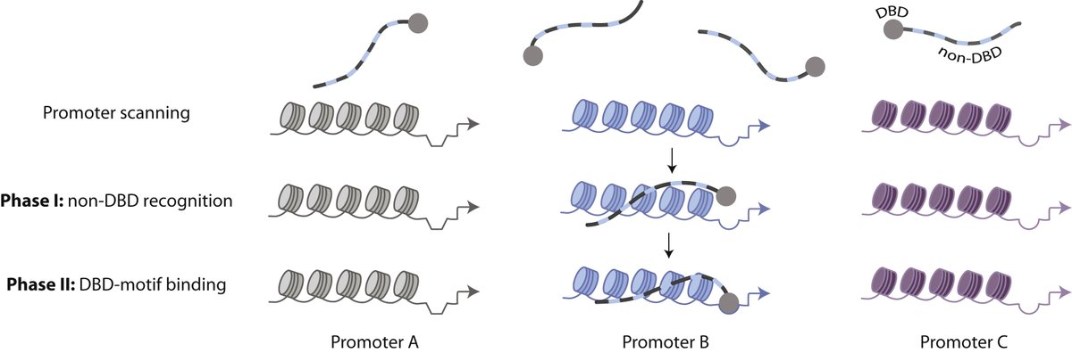 SagieBr's tweet photo. We propose that long intrinsically disordered regions (IDRs), which are prevalent in TFs, guide in-vivo promoter selection. This solution may reduce the search time of a TF for its binding sites within large genomes (6/7) https://t.co/UFMCSkn9Un