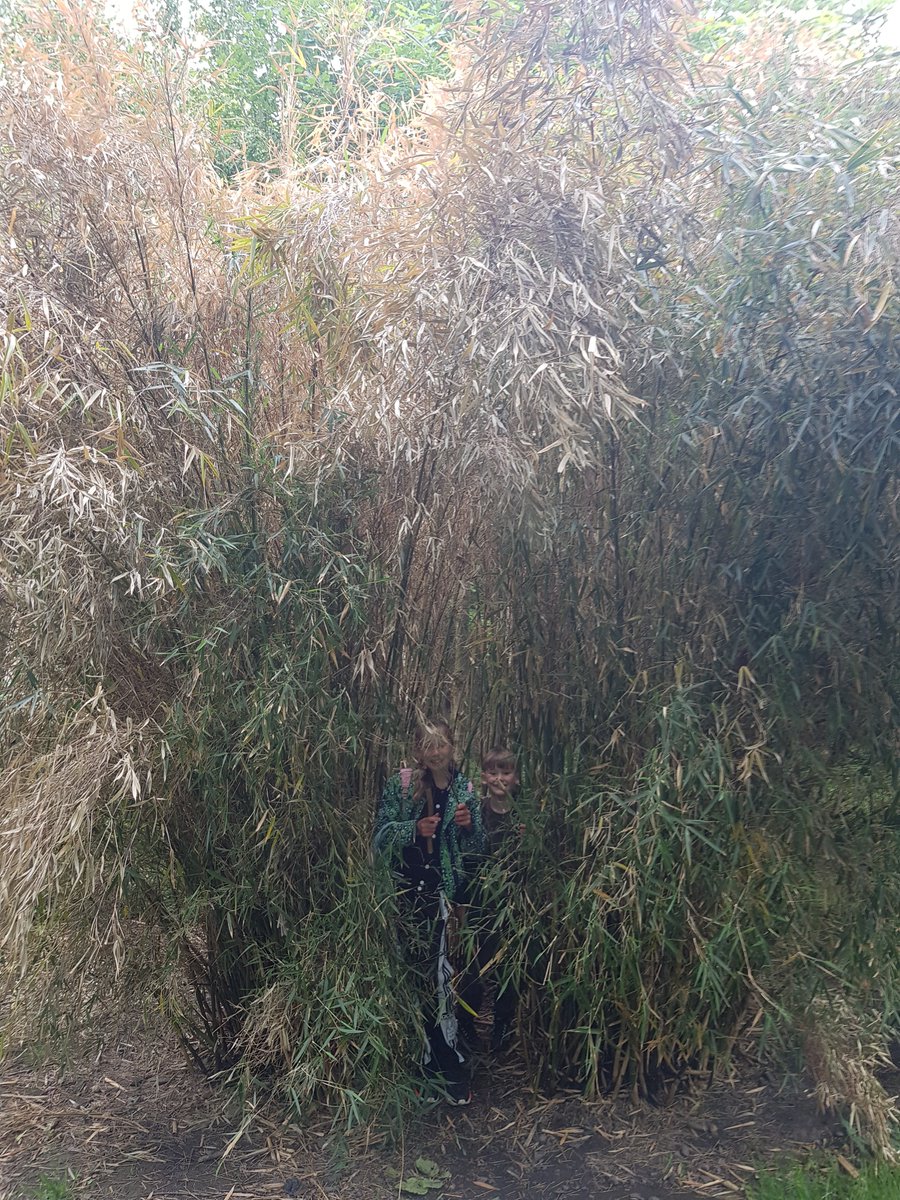 Staceybirks2's tweet photo. Fab day back down our Castleview families allotment. Can you find my pandas in the bamboo? 🐼😂 We would love to have some new families from @Castleview_PS join our group, just get intouch if your interest and please feel free to share xx https://t.co/ZioeQTQr4r