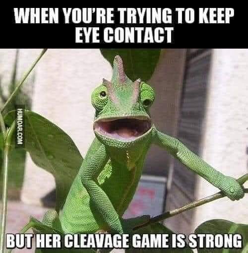 Master__Kitten's tweet photo. The struggle is real with this one - DaddyBear https://t.co/EV4KZg5KMH