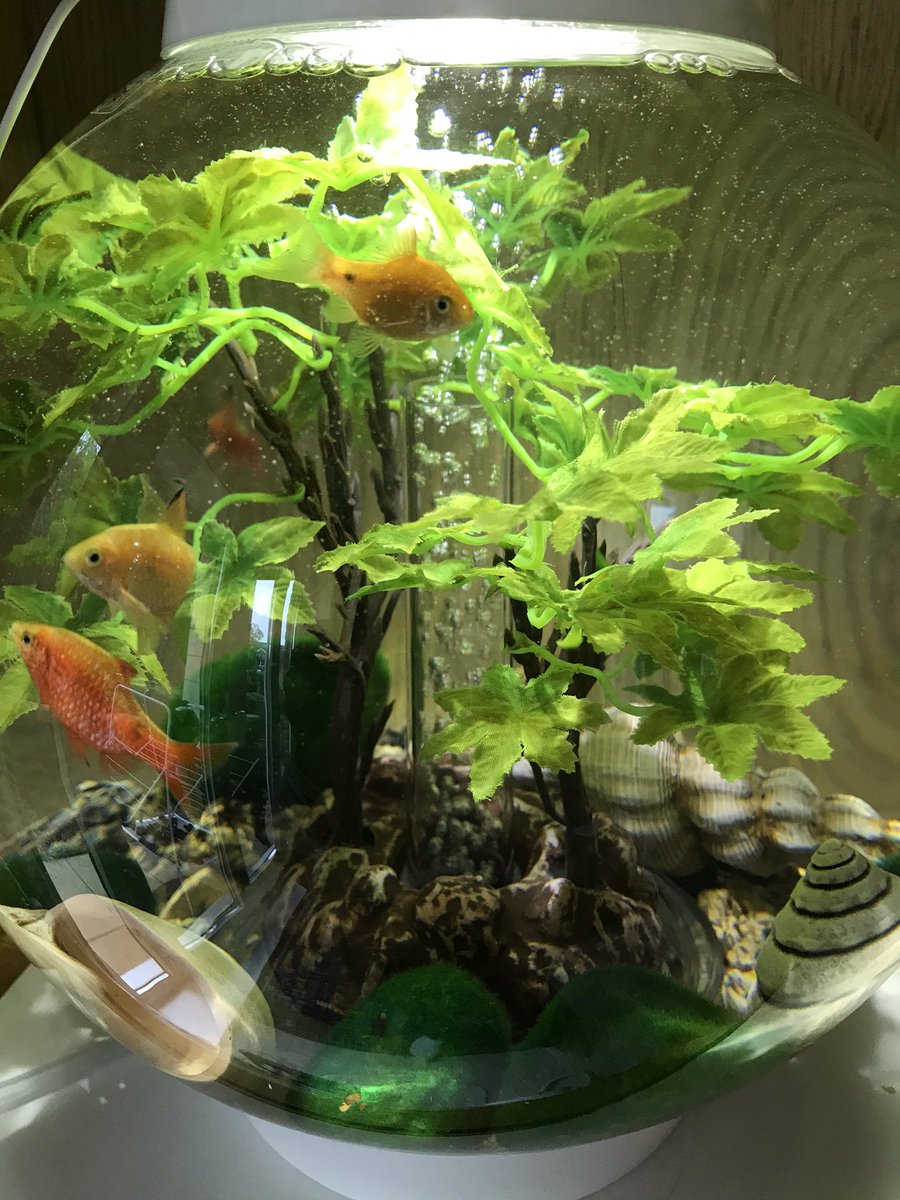 CottageCalm's tweet image. #fish #biorb #rosybarbs #calm #Mindfulness 🐟