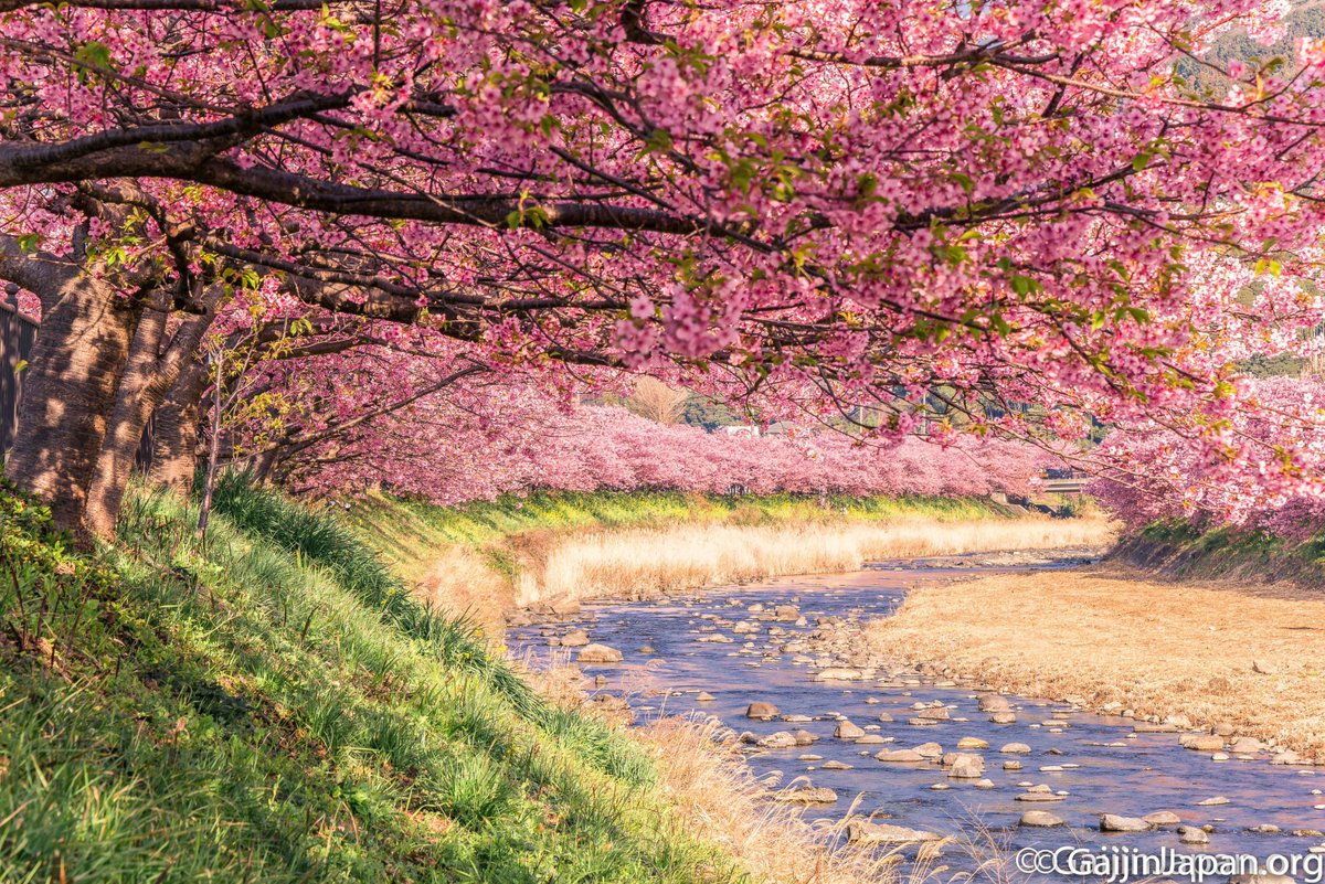 UnGaijinAuJapon's tweet image. 🇯🇵 P1 - Quand le soleil s'est levé sur les Kawazu-zakura! Ca reste pour moi l'un des plus beaux spots à Sakura du Japon 🌸

#BattlePhoto
